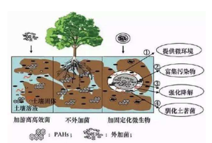 重金屬治理及土壤修復(fù)